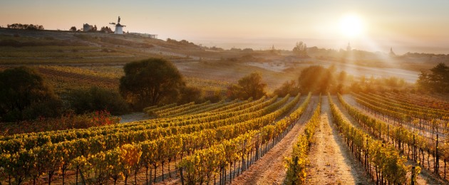 Regionales Weinkomitee Weinviertel | Weingärten Retzer Land