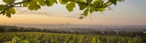 Weingarten am Reisenberg, Wien